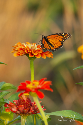 Butterfly And Flowers